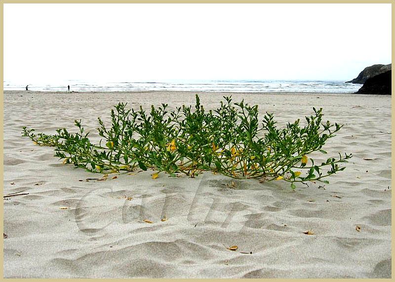 Beach plant