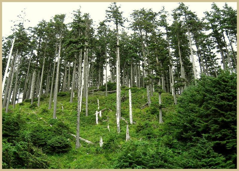 I Beach Trees